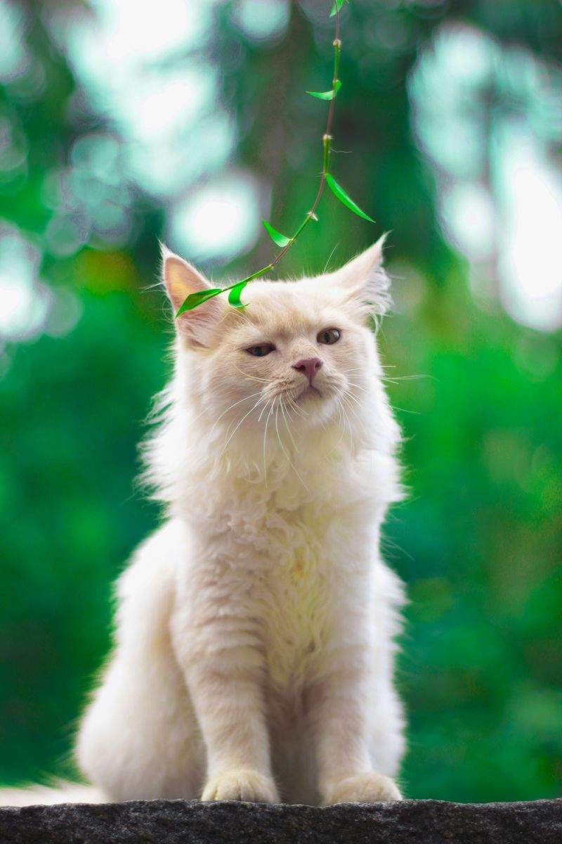 ねこみらいケア株式会社 10