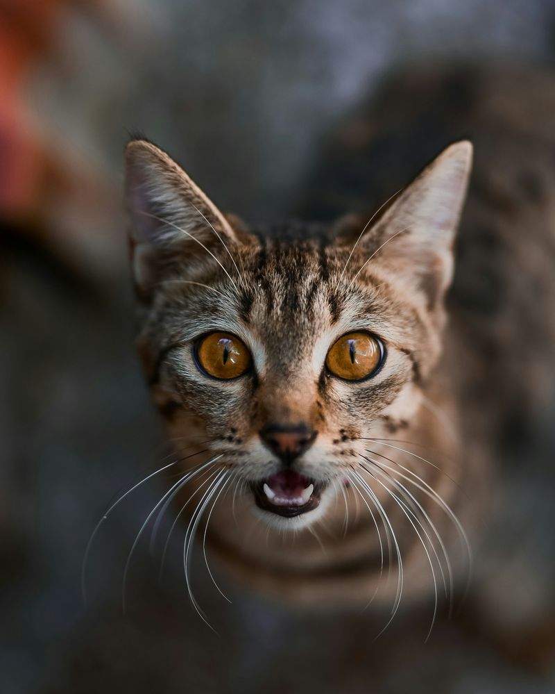 ねこみらいケア株式会社 11