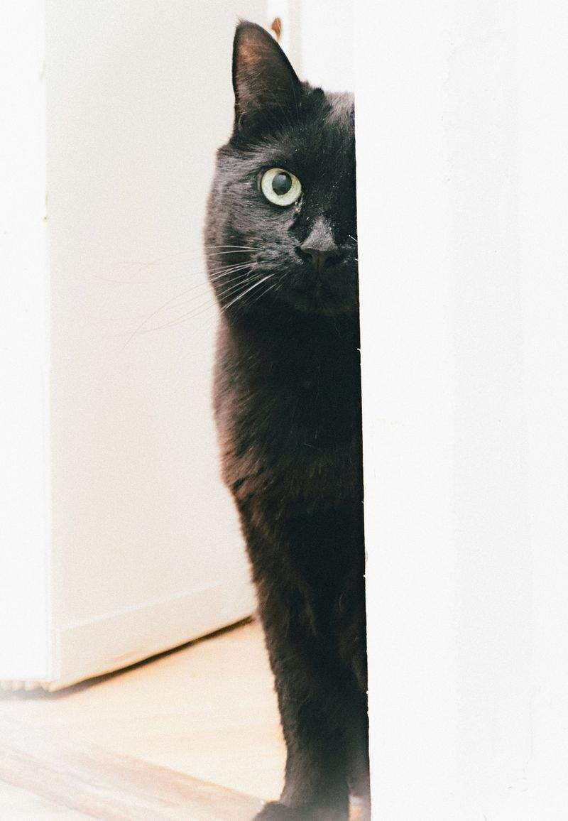 ねこみらいケア株式会社 12