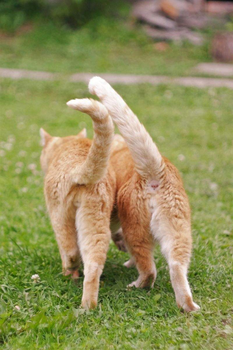 ねこみらいケア株式会社 13