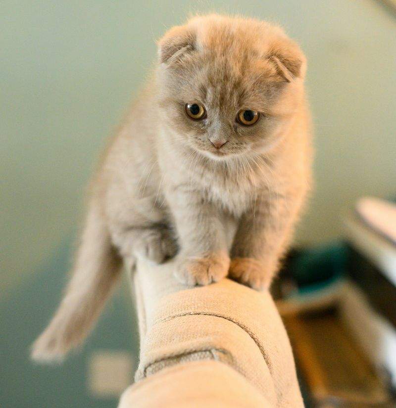 ねこみらいケア株式会社 14