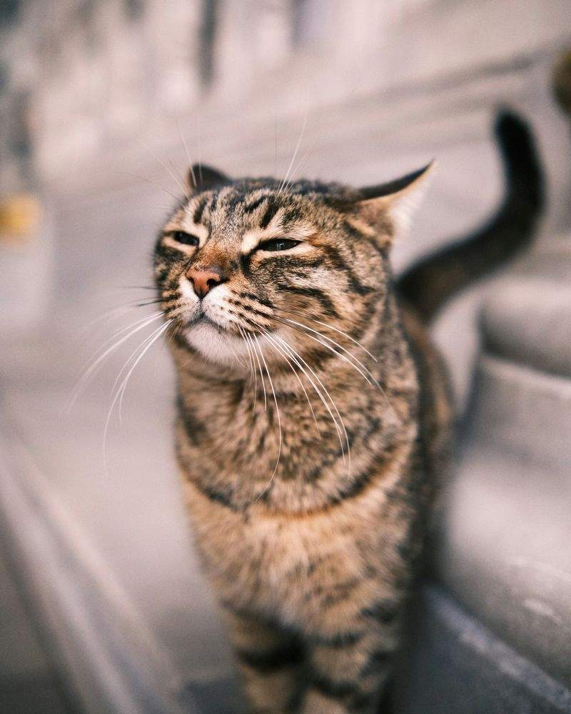 ねこみらいケア株式会社 15
