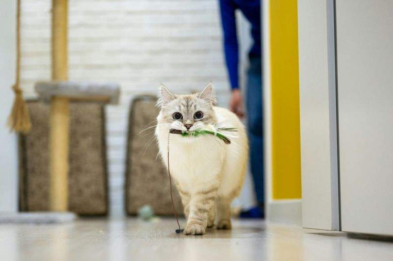 ねこみらいケア株式会社 2