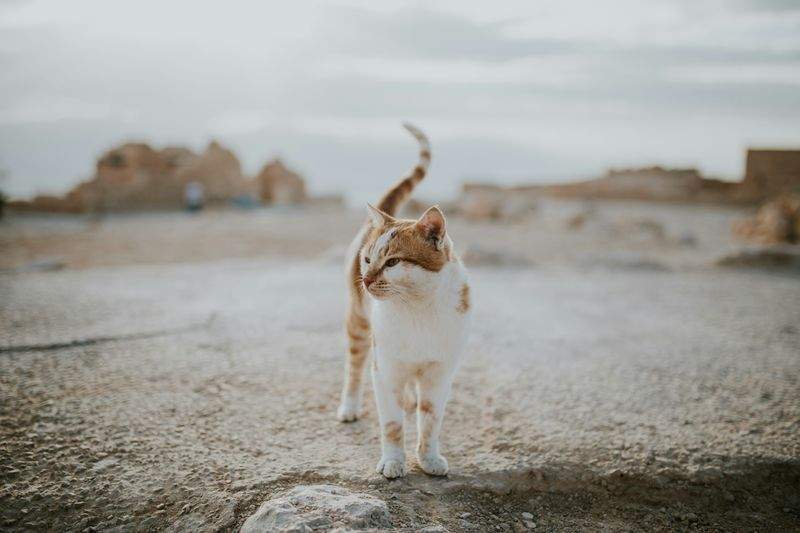 ねこみらいケア株式会社 4