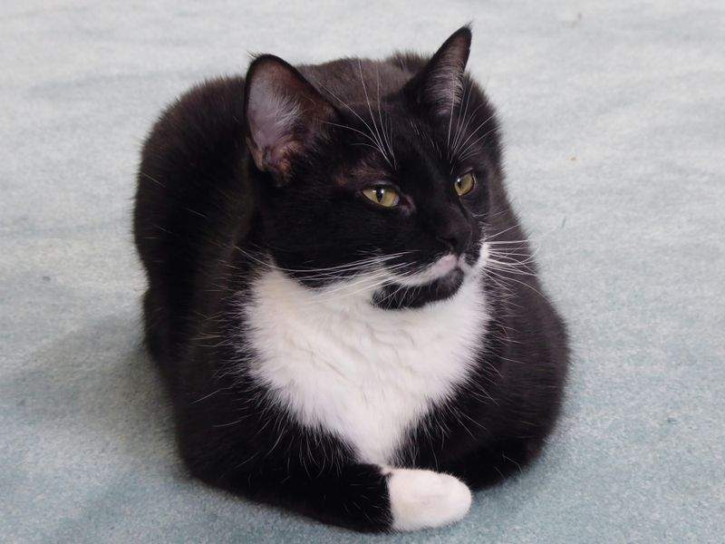 ねこみらいケア株式会社 7